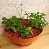 ハーブの寄せ植え
